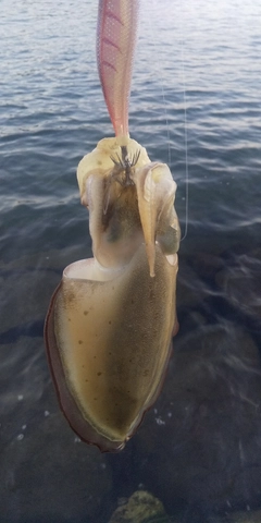 コウイカの釣果