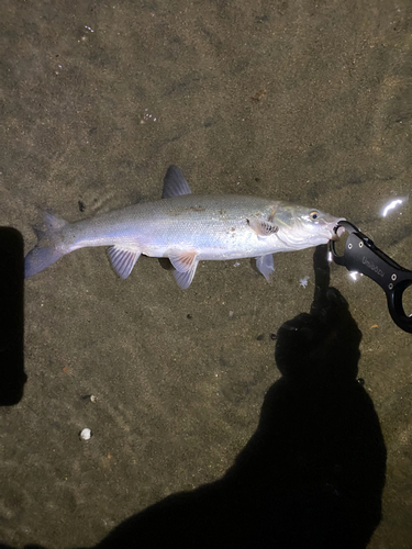 ウグイの釣果