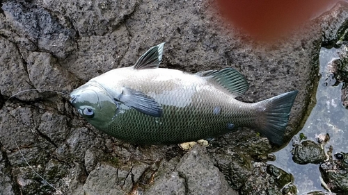 クロの釣果