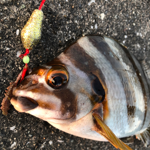 タカノハダイの釣果