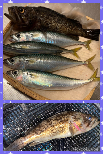 マサバの釣果