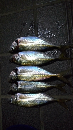 アジの釣果