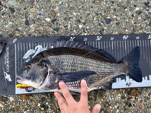 クロダイの釣果