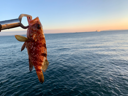 アコウの釣果