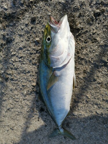 イナダの釣果