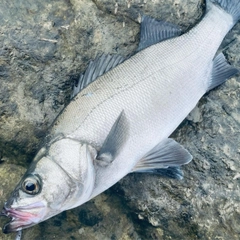 ヒラスズキの釣果