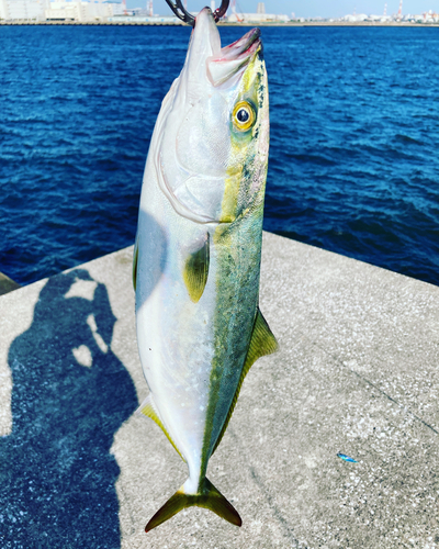 イナダの釣果