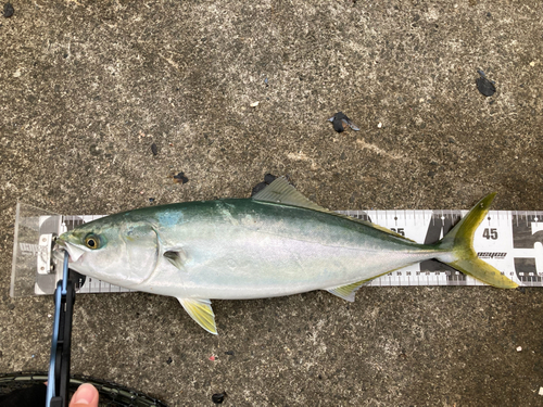 イナダの釣果