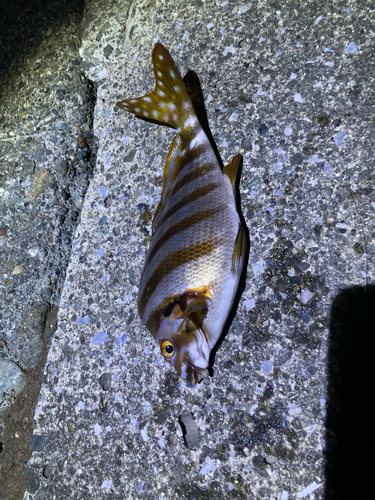 タカノハダイの釣果