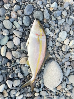 カンパチの釣果