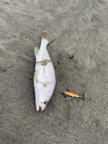 イシモチの釣果