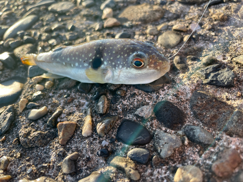 フグの釣果