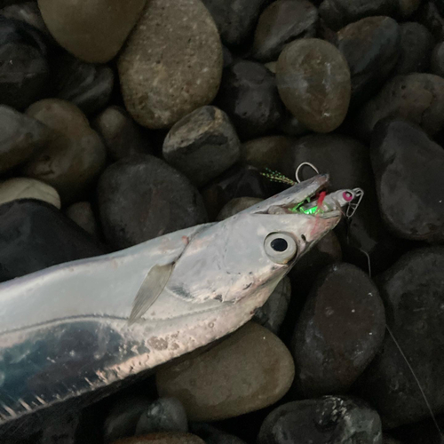 タチウオの釣果