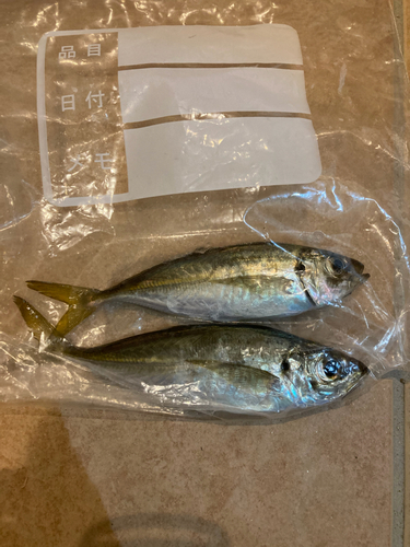 アジの釣果