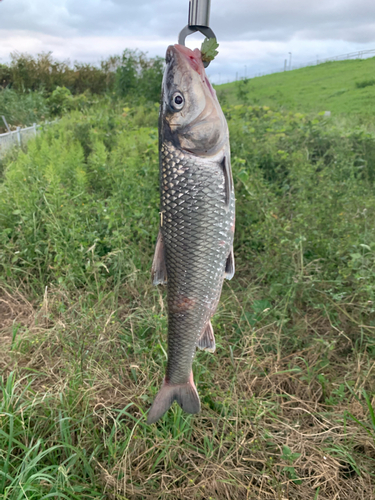 ニゴイの釣果