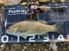 スモールマウスバスの釣果