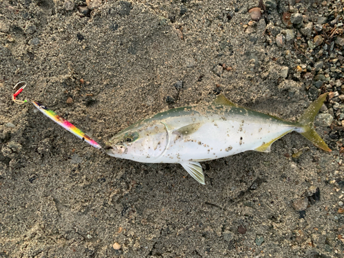 ツバイソの釣果