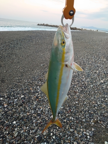 ワカナゴの釣果