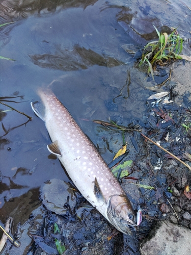 アメマスの釣果