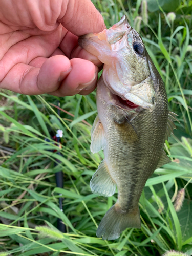 ラージマウスバスの釣果