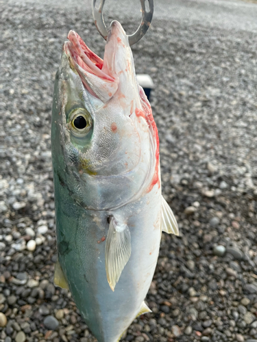 ハマチの釣果