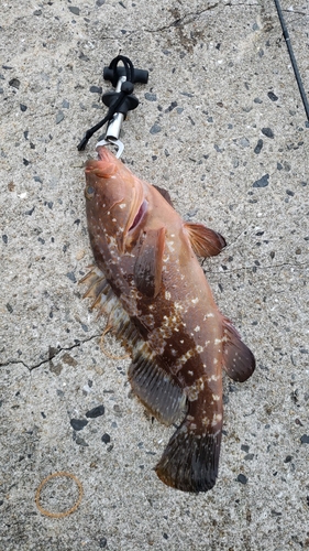 アコウの釣果