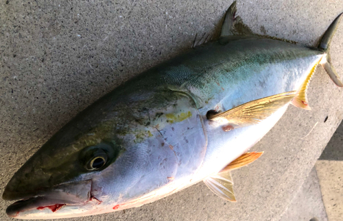 ブリの釣果