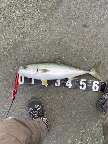 イナダの釣果