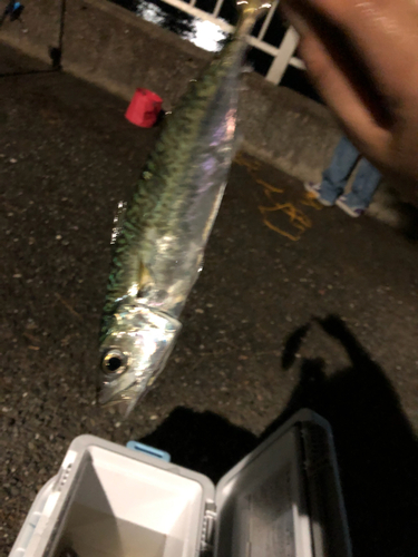 サバの釣果