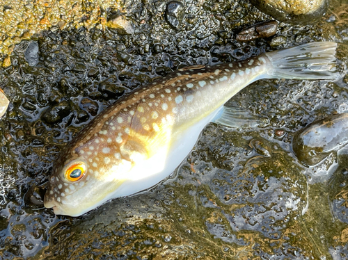 フグの釣果