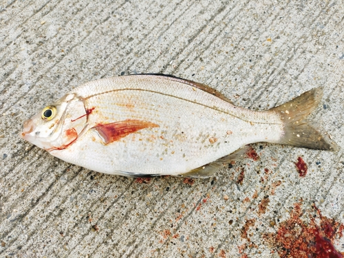 ウミタナゴの釣果