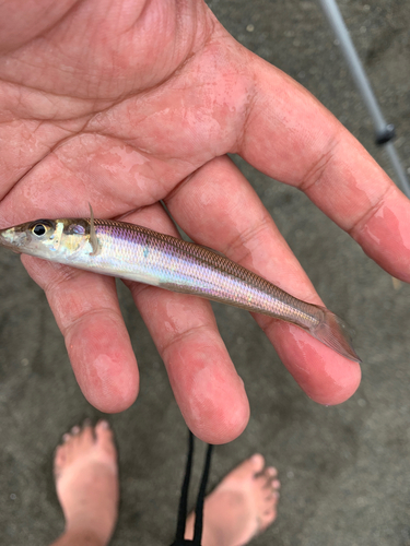 キスの釣果