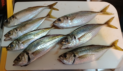 アジの釣果