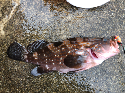 キジハタの釣果