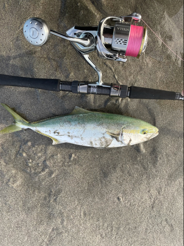 イナダの釣果