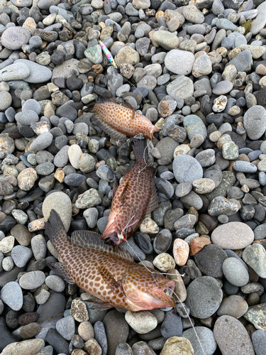 オオモンハタの釣果