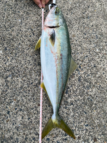 イナダの釣果