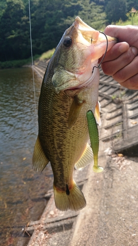 ブラックバスの釣果