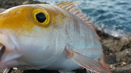 イトフエフキの釣果