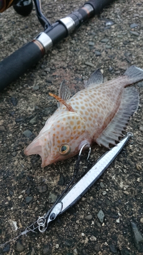 オオモンハタの釣果