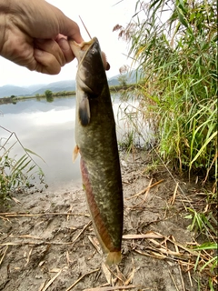 ナマズの釣果