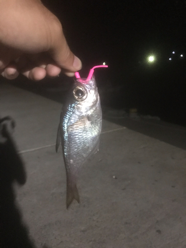 ミナミハタンポの釣果