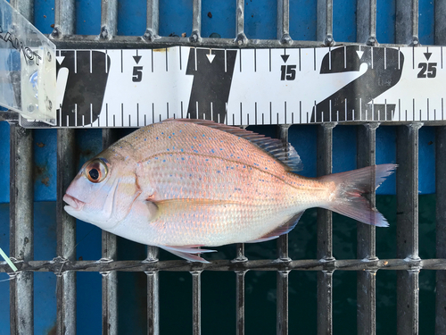 マダイの釣果