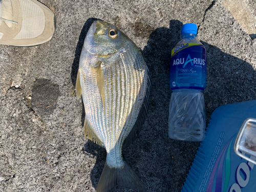 ヘダイの釣果