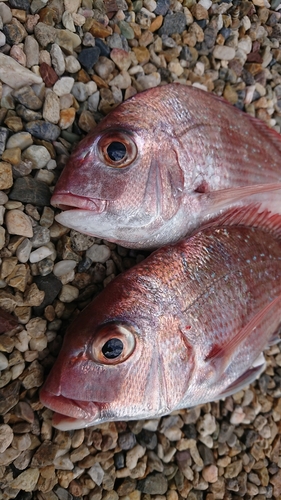 マダイの釣果