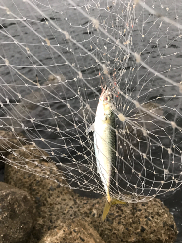 マサバの釣果