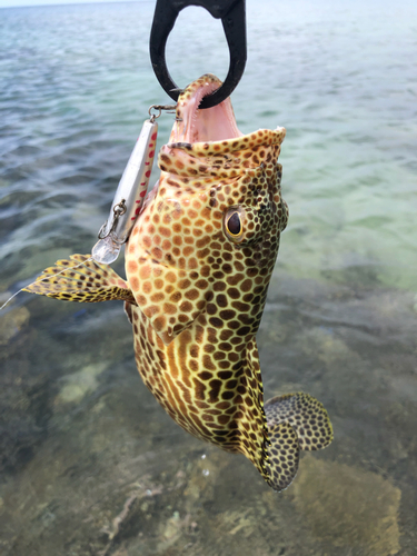 カンモンハタの釣果