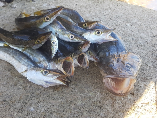 カマスの釣果