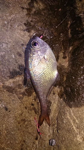 ミナミハタンポの釣果