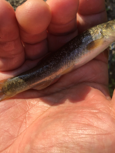 アブラハヤの釣果